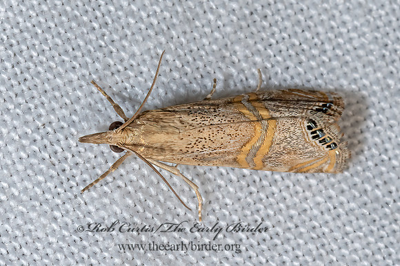 Euchromius  GRASS-VENEER3039348z