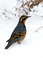 Ixoreus naevius VARIED THRUSH 9007190z