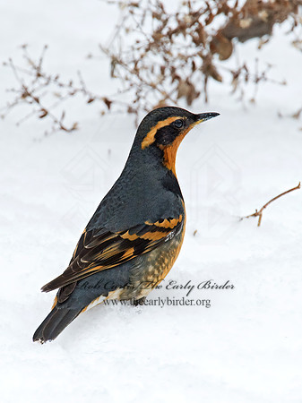 Ixoreus naevius  VARIED THRUSH 9007190z