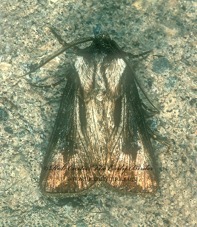 Agrotis venerabilis  VENERABLE DART MOTH 1275730z
