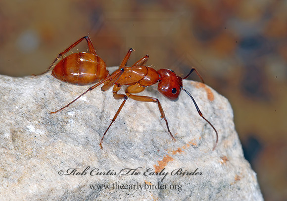 Camponotus castaneus 6022234~z