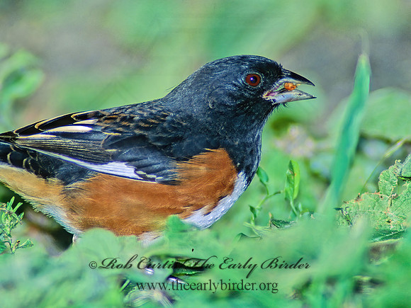 Pipilo erythrophthalmus  EASTERN TOWHEE 81004z