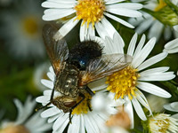 Archytas apicifer TACHINID FLY 5016077z