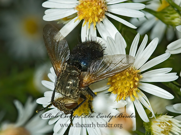 Archytas apicifer  TACHINID FLY 5016077z