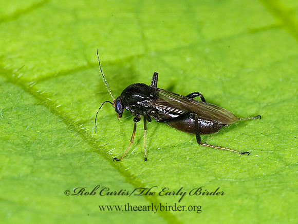 Palpomyia~  BITING MIDGE 6010061z