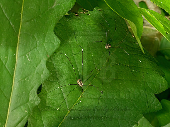 Leiobunum aldrichi  HARVESTMAN 9069103-z