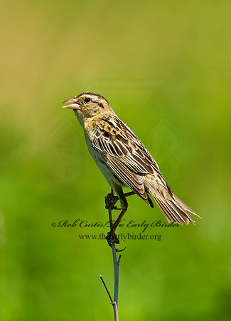Dolichonyx oryzivorus  BOBOLINK 8005591z