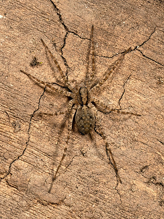 Pardosa  THIN-LEGGED WOLF SPIDER 9069123z