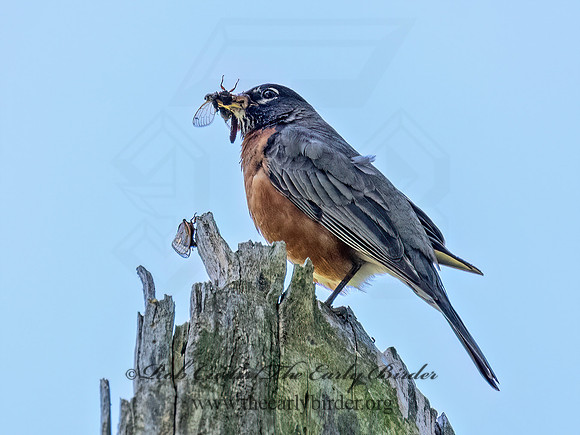 Turdus migratorius AMERICAN ROBIN 3043717z