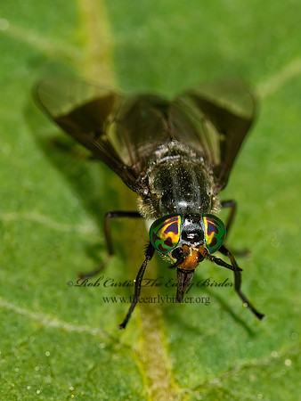 Chrysops niger  DEER FLY 9032731z