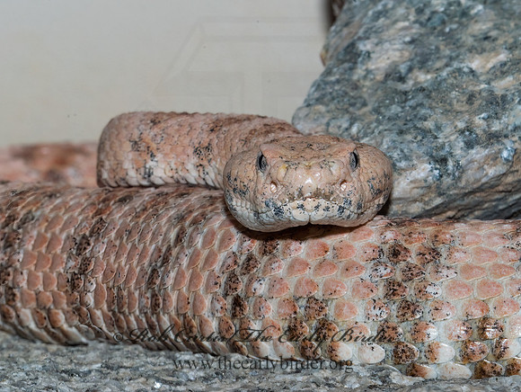 Crotalus tigris  TIGER RATTLESNAKE 6025438z