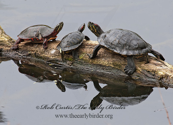 Chrysemys picta marginata  MIDLAND PAINTED TURTLE 8025720 & Trachemys scripta elegans z