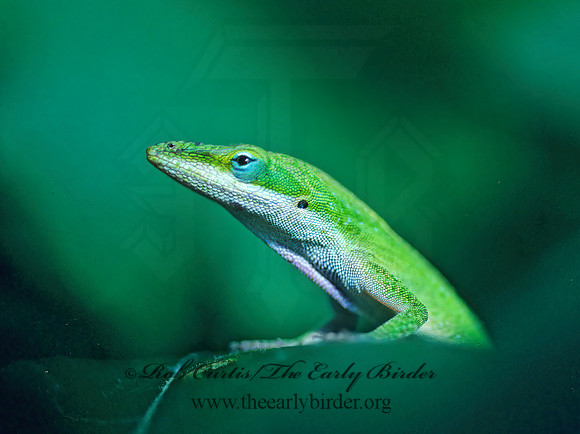 Anolis carolinensis  GREEN ANOLE 169429z
