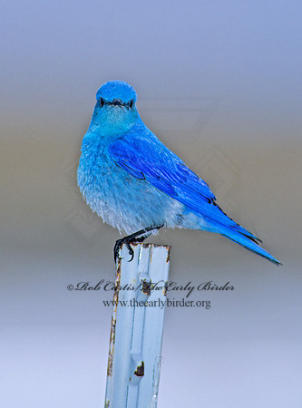 Sialia currucoides  MOUNTAIN BLUEBIRD  103001z