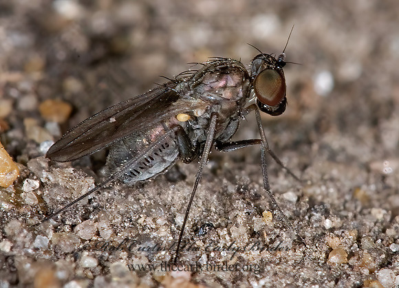 Medetera  LONGLEGGED FLY~ 6015867z