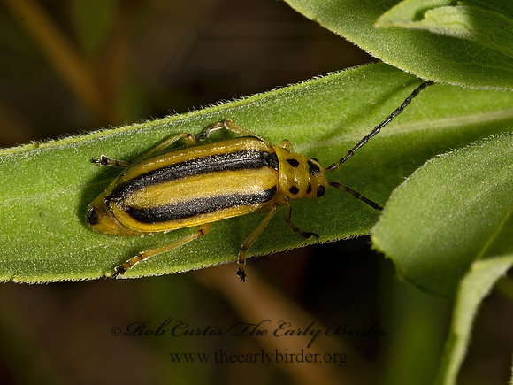 Trirhabda canadensis  GOLDENROD LEAF BEETLE 3024591z