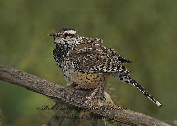 Campylorhynchos brunneicapillus  CACTUS WREN 6025279z