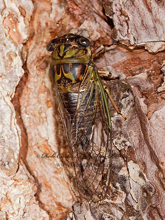 Neotibicen canicularis  DOG-DAY CICADA 8023339z