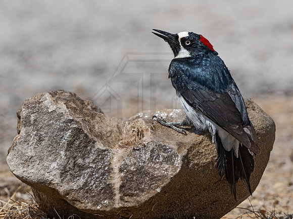 Melanerpes formicivorus  ACORN WOODPECKER 3036743z