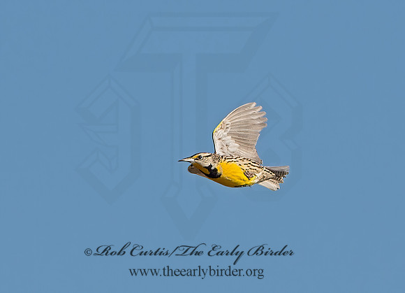Sturnella magna  EASTERN MEADOWLARK 9027992z