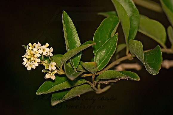 Citharexylum berlandieri  BERLANDIER'S FIDDLEWOOD 6040144Z