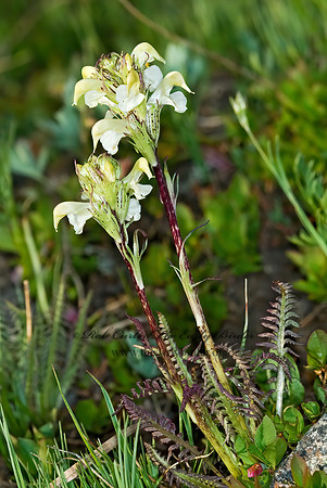Pedicularis parryi  PARRY'S LOUSEWORT 7010347z
