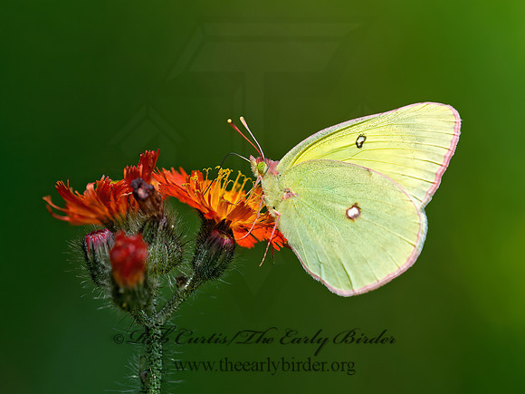 Colias interior  PINK-EDGED SULPHUR 9032771z