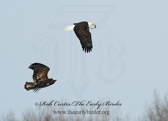 Haliaeetus leucocephalus  BALD EAGLE 5018817z