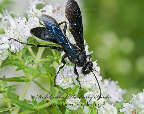 Sphex pennsylvanicus 6009225z