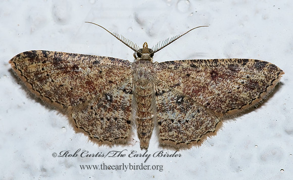 Cyclophora nanaria DWARF TAWNY WAVE 6026637z