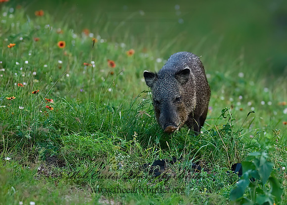 Tayassu angulatus  JAVELINA 6022728z