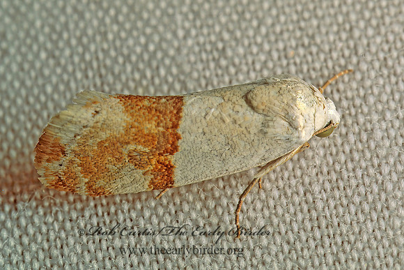 Ponometia elegantula ARIZONA BIRD-DROPPING MOTH 93928z