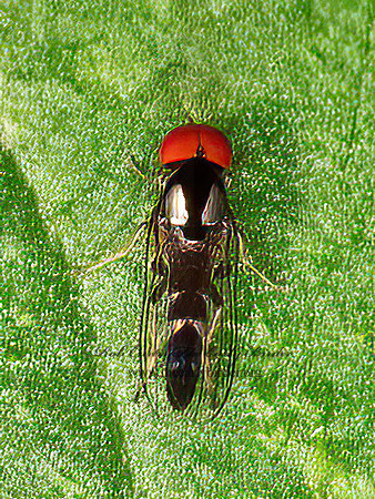 Bertamyia notata  FLAT-FOOTED FLY 9066565z
