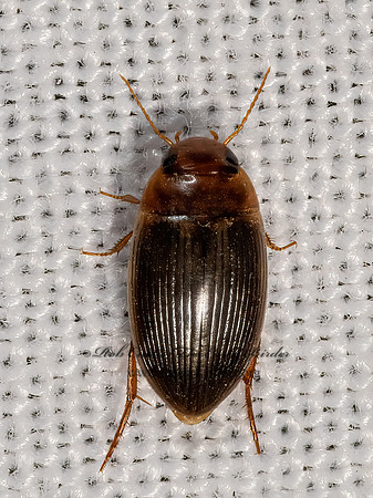 Copelatus glyphicus  COPELATINAE DIVING BEETLE 3028418z