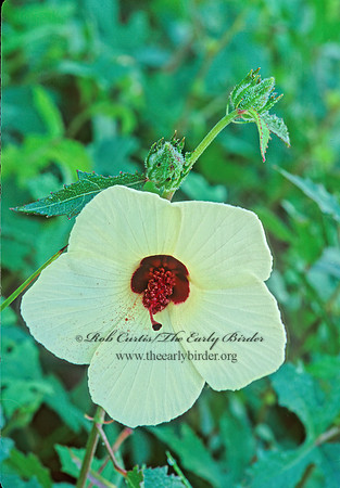 Hibiscus palustris peckii  CRIMSON-EYED ROSE-MALLOW 263001z