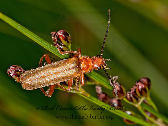 Cantharis livida  SOLDIER BEETLE 3013704z