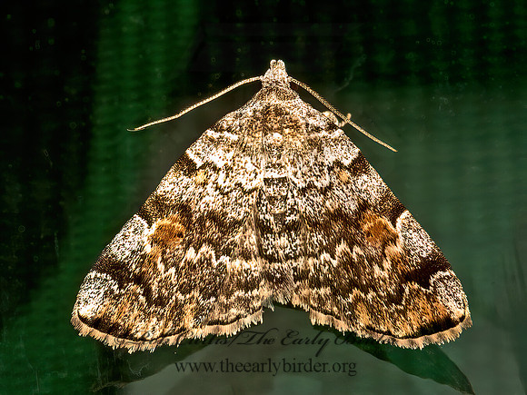 Idia americalis  AMERICAN IDIA 9048978z