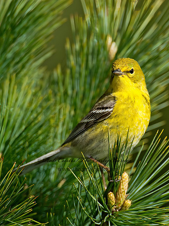 Setophaga pinus  PINE WARBLER 9000246 z