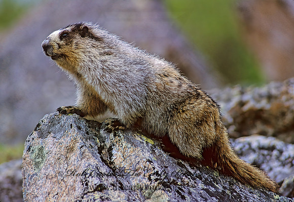 Marmota calligata  HOARY MARMOT 234826z