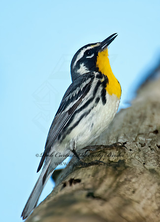 Setophaga dominica  YELLOW-THROATED WARBLER 8022654z
