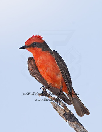 Pyrocephalus rubinus  VERMILION FLYCATCHER 7008604Z