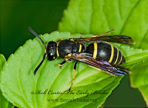 Euodynerus leucomelas 6008232z