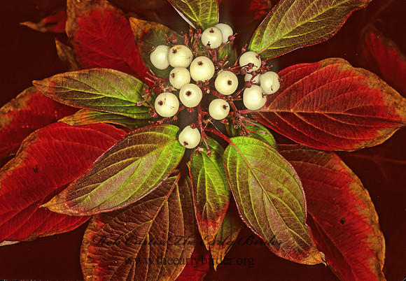 Cornus sericea  RED-OSIER DOGWOOD 246133z