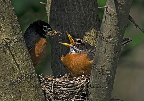 Turdus migratorius  AMERICAN ROBIN 6005582z