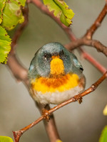 Setophaga americana NORTHERN PARULA 3002106z