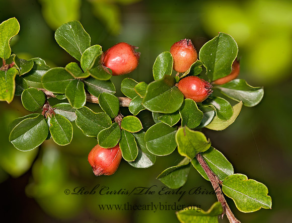 Cotoneaster apiculatus  CRANBERRY COTONEASTER 8015623z