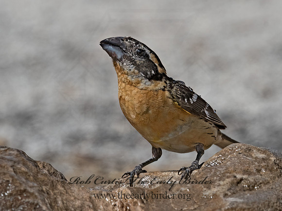 Pheucticus melanocephalus  BLACK-HEADED GROSBEAK 3036696z