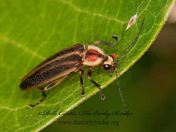 Photuris 3015954z