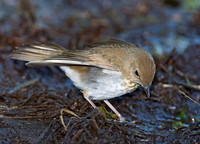 Catharus minimus  GRAY-CHEEKED THRUSH 9004887z