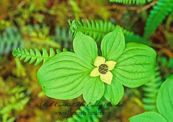 Cornus canadensis  BUNCHBERRY DOGWOOD 151415z